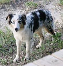 Border Collie Australian Shepherd Mix Blue Merle Cute Dogs Border Collie Dog Design