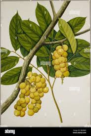 Image result for Meliaceae