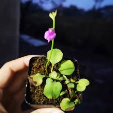 Image result for Utricularia formula