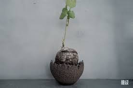 Image result for Trochomeria polymorpha