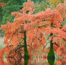 Image result for Taxodium