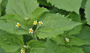Image result for Galinsoga parviflora