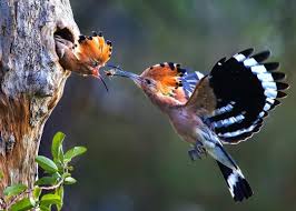 Birds That Start With Bu Feeding Time By Le Bu National Geographic Yourshotphotographer Le Bu Captured This Image Of A Hoopoe Parent Bringing Animals Animal Lover Animal Pictures
