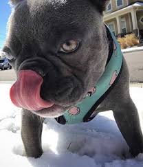 2019 Most Popular Dog Breeds In The Us For 2018 Popular Dog Breeds Dog Breeds Most Popular Dog Breeds