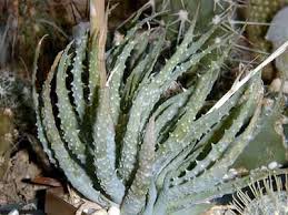 Image result for Aloe luapulana