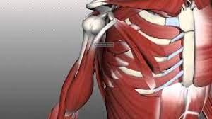 The text is by sir alfred fripp and ralph thompson, and the drawings are by innes fripp. Muscles Of The Upper Arm Anatomy Tutorial Youtube