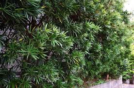 Image result for Podocarpaceae