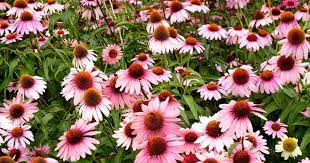 Image result for Commelina purpurea