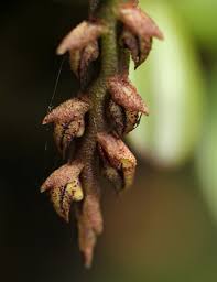 Image result for Bulbophyllum elliotii