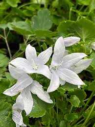 Image result for Campanula