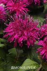 Pin On Gardening