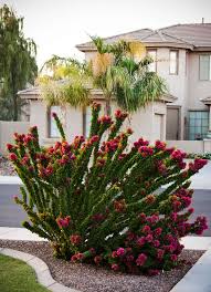 It is most beautiful of all flowering plants in full bloom. Torch Glow Bougainvillea Desert Horizon Nursery