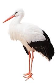 Stork Definition And Meaning Collins English Dictionary In 2020 Stork English Dictionaries Collins English Dictionary