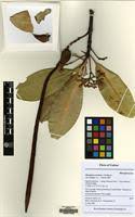 Image result for Rhizophora racemosa