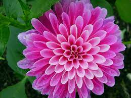 Maybe you would like to learn more about one of these? Send Flowers Anonymously India 2021 At En Mdg Sdg3d Undp Org