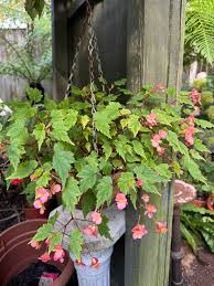 Image result for Begonia sutherlandii