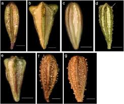 Image result for Boerhavia repens