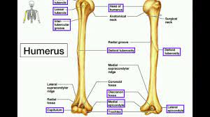 Sign up for free today! Anatomy Specific Bony Features Of The Radius Ulna Youtube
