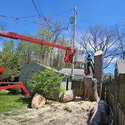 KD TREE SERVICE BUFFALO NY - Updated June 2026 - 116 Photos & 10 Reviews - 4 Margaret Rd, Buffalo, New York - Tree Services - Phone Number - Yelp