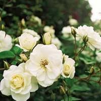 The damask rose blooms for only a couple of weeks, during which time the petals are collected and steam distilled to produce true bulgarian rose oil used in about 96% of all women's perfumes. Scientific Classification Of White Rose Of York