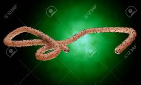 Ebola, also known as ebola virus disease (evd) or ebola hemorrhagic fever (ehf), is a viral hemorrhagic fever in humans and other primates, caused by ebolaviruses. Ebola Virus Bakterien Viren Epidemie Realistische 3d Render Virus Ebola Mit Blutkorperchen Im Organismus Lizenzfreie Fotos Bilder Und Stock Fotografie Image 48306542