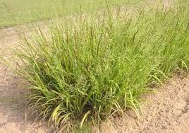 Image result for Panicum carneovaginatum