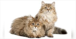 However, that doesn't make them any less lovable. Top 10 Long Haired Cat Breeds Holidogtimes