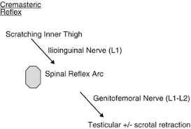 Image result for Cremasteric Reflex