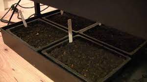 If you're using fluorescent shop lights, and your seedlings are stretching, it's possible that your bulbs are too old and not putting out enough. How To Grow Healthier Seedlings Using Grow Lights Youtube