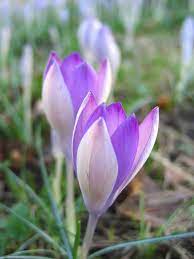 Bulbs contain stored nutrients that plants use when they begin the flowers come in many colors, including several shades of purple. Fall Blooming Bulbs Hgtv