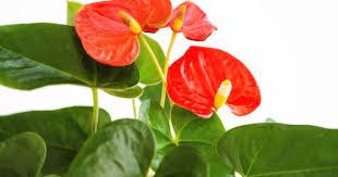 Fullsizerender Jpg Anthurium Flamingo Flower Flower Stamen