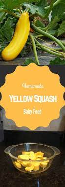 Homemade Yellow Squash Baby Food Baby Food Recipes Homemade Baby Foods Baby Eating
