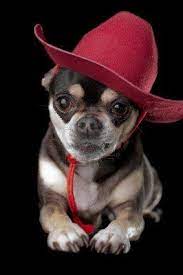 Cute Chihuahua Dressed In Red Cowboy Hat Cute Chihuahua Chihuahua Chihuahua Love