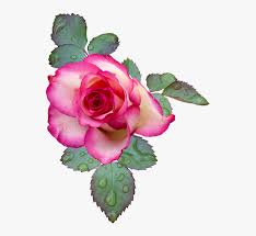 Emoji meanings for all emojis and all emoji games. Cool Flowers Gift Gif 33 In Flower Emoji Meaning For Flores De 2 Colores Png Transparent Png Transparent Png Image Pngitem