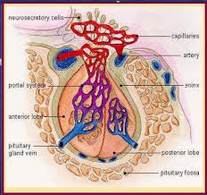 Check spelling or type a new query. Biologi Gonzaga Kelenjar Pituitary