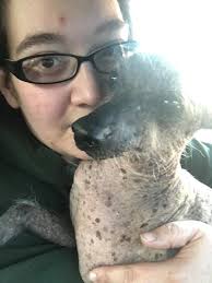 Missing dog, blue collar, green bandana, east of Redwood Road