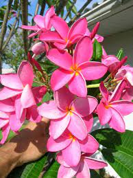 Pin On Plumeria