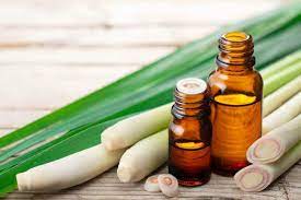 Is Lemongrass Safe For Dogs What To Know Ollie Blog
