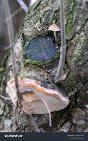 Image result for Phellinus pomaceus