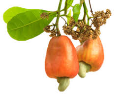cashew png farming and farm management by flextree limited lagos nigeria cashew png farming and farm