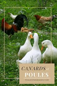 Pourquoi Les Canards Sont Utiles Dans Votre Cheptel Guide Pour Elever Des Poules Dans Son Jardin L Elevage De Canards Elever Des Poules Elevage De Poules