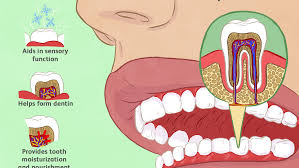 Tooth Pulp Function And Inflammation