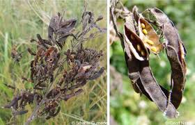 Image result for Pseudarthria