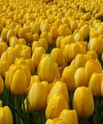 Tulip Golden Prince Claus This Judith Leyster Sport Became Our Favorite Tall Yellow Triumph After Just One Vi Tulips Beautiful Flowers Wallpapers Yellow Tulips