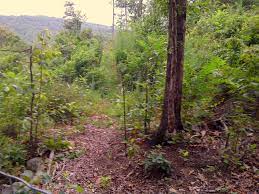 This comprehensive guide walks you through how to grow a lush survival garden using nothing more than. Secret Garden Of Survival