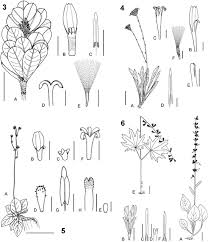 Image result for Pleiotaxis pulcherrima