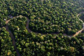 Image result for Stathmostelma