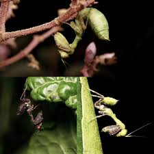 Image result for Macrotyloma stenophyllum