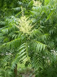 Image result for Sapindus