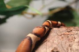 How Do You Guys Heat Your 4 By 2 By 1 S For Your Boas Enclosures Setups Morphmarket Reptile Community